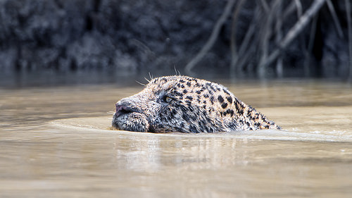 photo credit: Tambako the Jaguar Swimming jaguar via photopin (license)